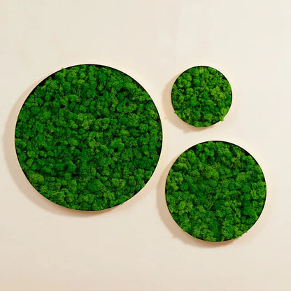 Real Moss Wall Art Unique 